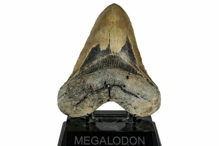 Fossil Megalodon Tooth - North Carolina #328433